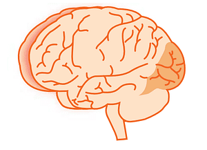 occipital lobes