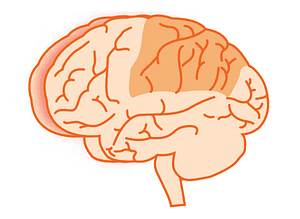 parietal lobes