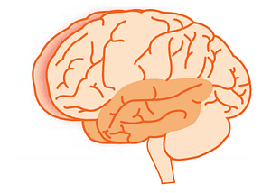 parts of the brain lobes