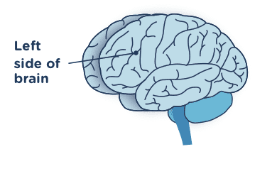 frontal lobes