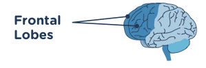 frontal lobes