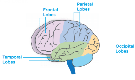 4 lobes of the brain and their functions