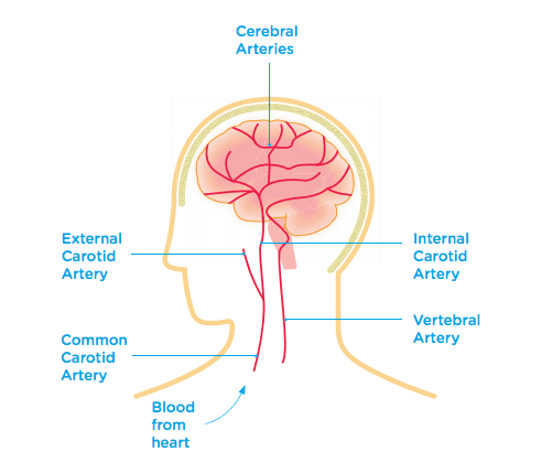blood supply to brain diagram