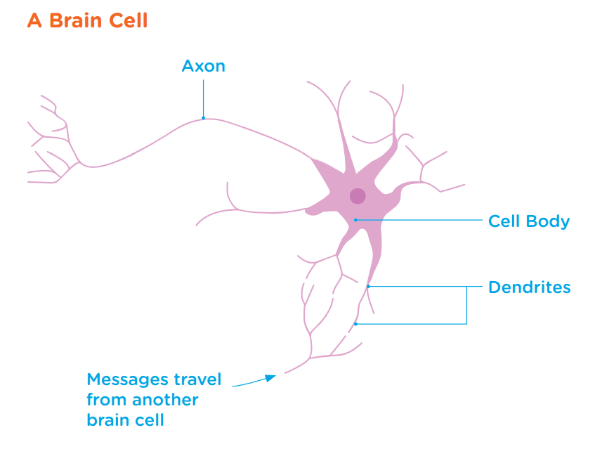 diagram of neuron