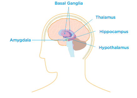 deep brain structures diagram