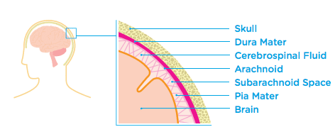 meninges diagram