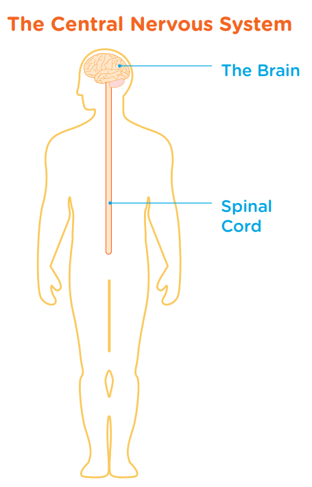 Central nervous system diagram