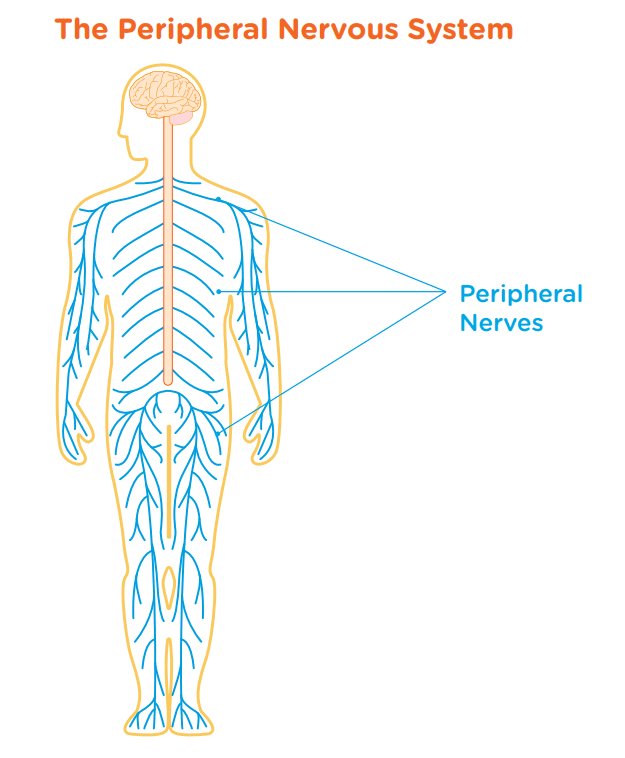 peripheral nervous system diagram