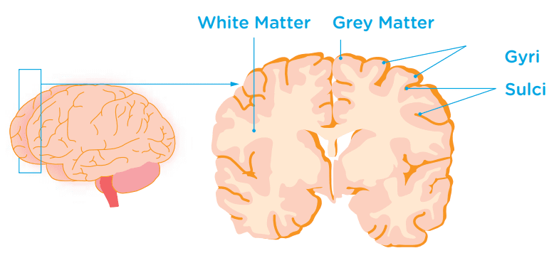 diagram showing white and grey matter in brain